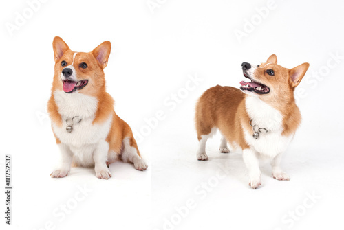 Quadro su tela corgi dog