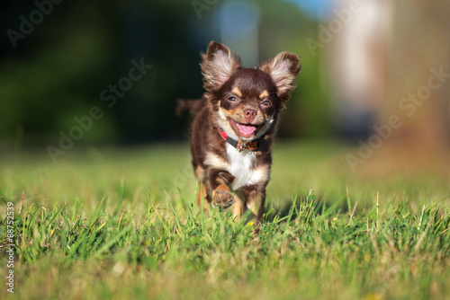 happy chihuahua puppy running on grass photo