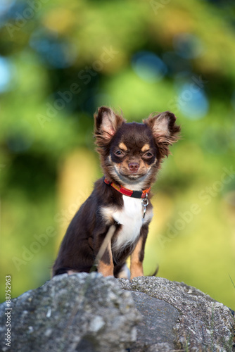 Fototapeta Naklejka Na Ścianę i Meble -  adorable chihuahua puppy posing outdoors