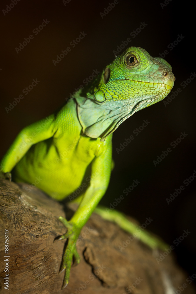 Fototapeta premium Green iguana