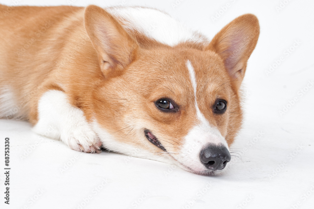 corgi dog corgi dog