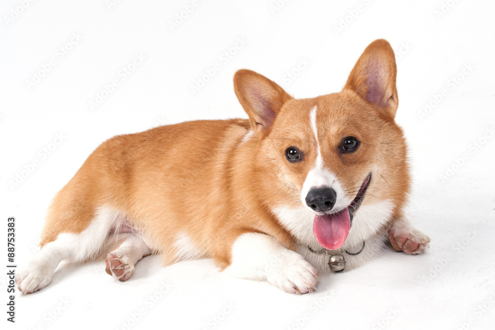 corgi dog