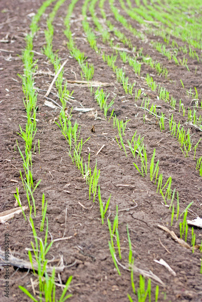 green sprouts in a soil outdoors green sprouts in a soil outdoors