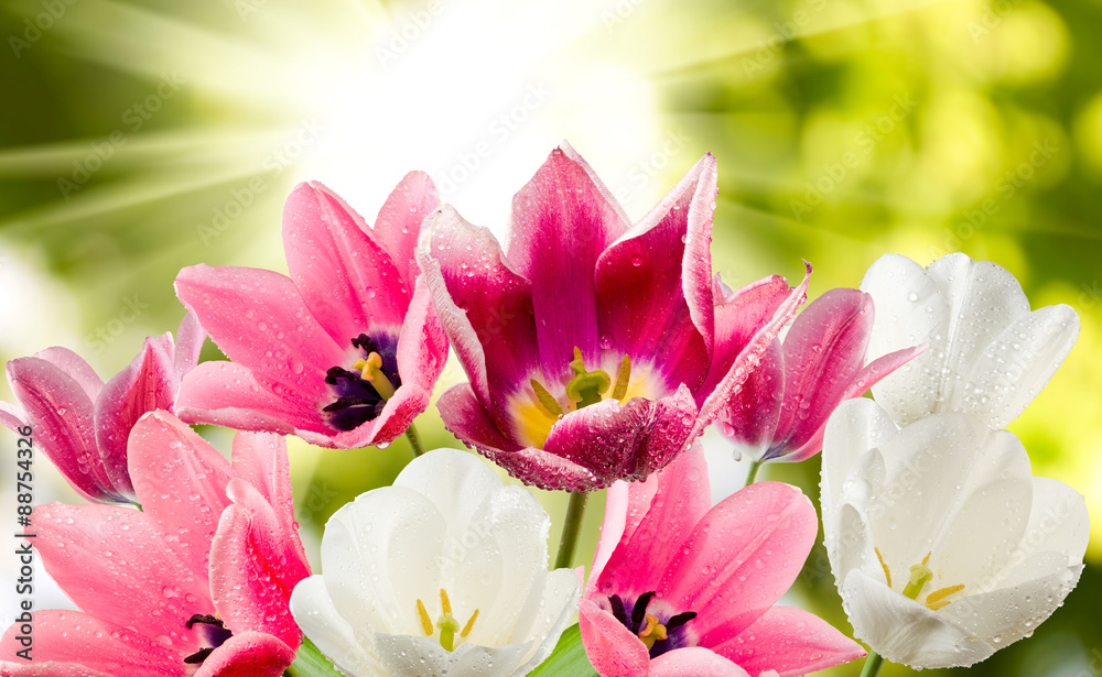 Fototapeta premium beautiful flowers on a green background