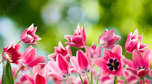 image of beautiful flowers