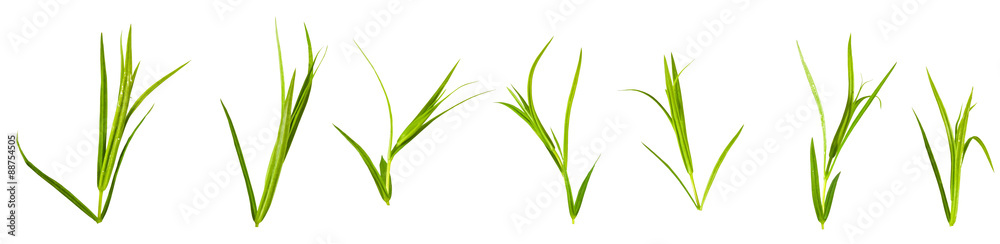  grass on a white background