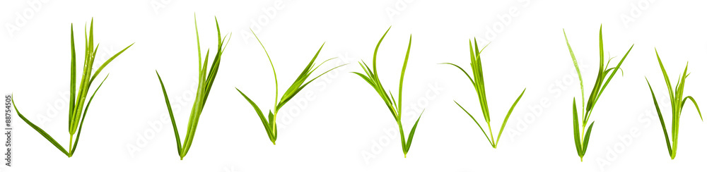 grass on a white background grass on a white background