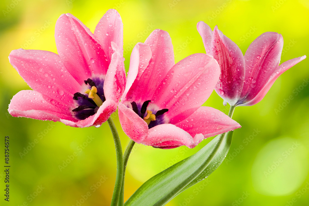 tulips closeup