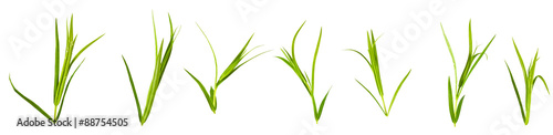  grass on a white background