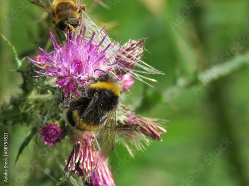 Biene und Hummeln auf der Blüte