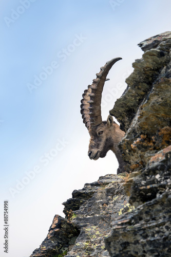 Stambecco al Colle del Leone - Monte Cervino  - Capra ibex photo