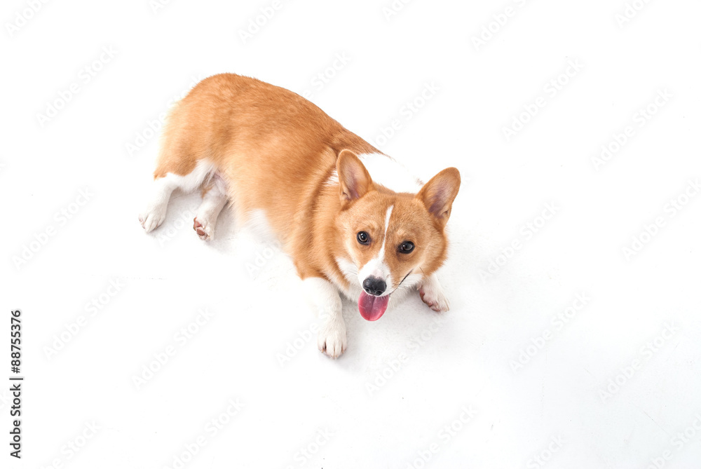 corgi dog corgi dog