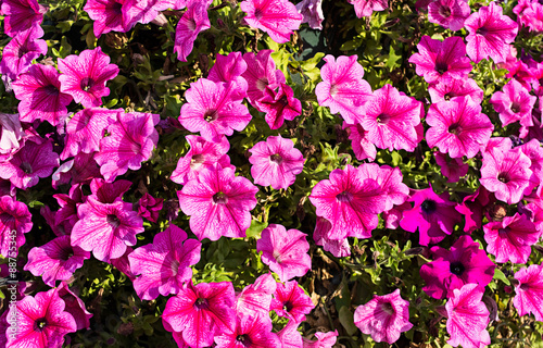 Fototapeta Naklejka Na Ścianę i Meble -  Bright pink petunias as natural background