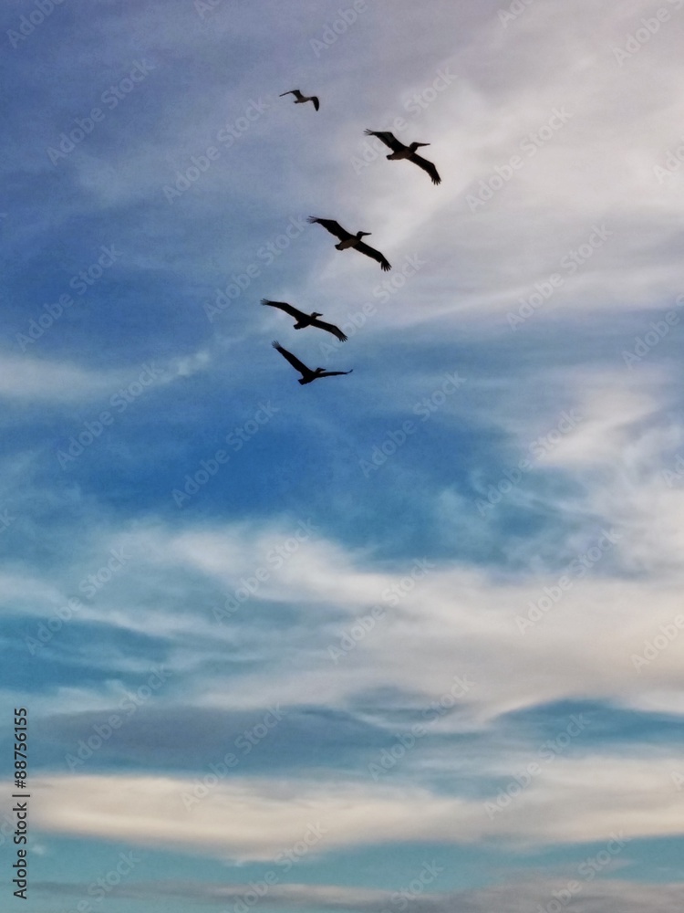 Birds flying over beach in malibu 