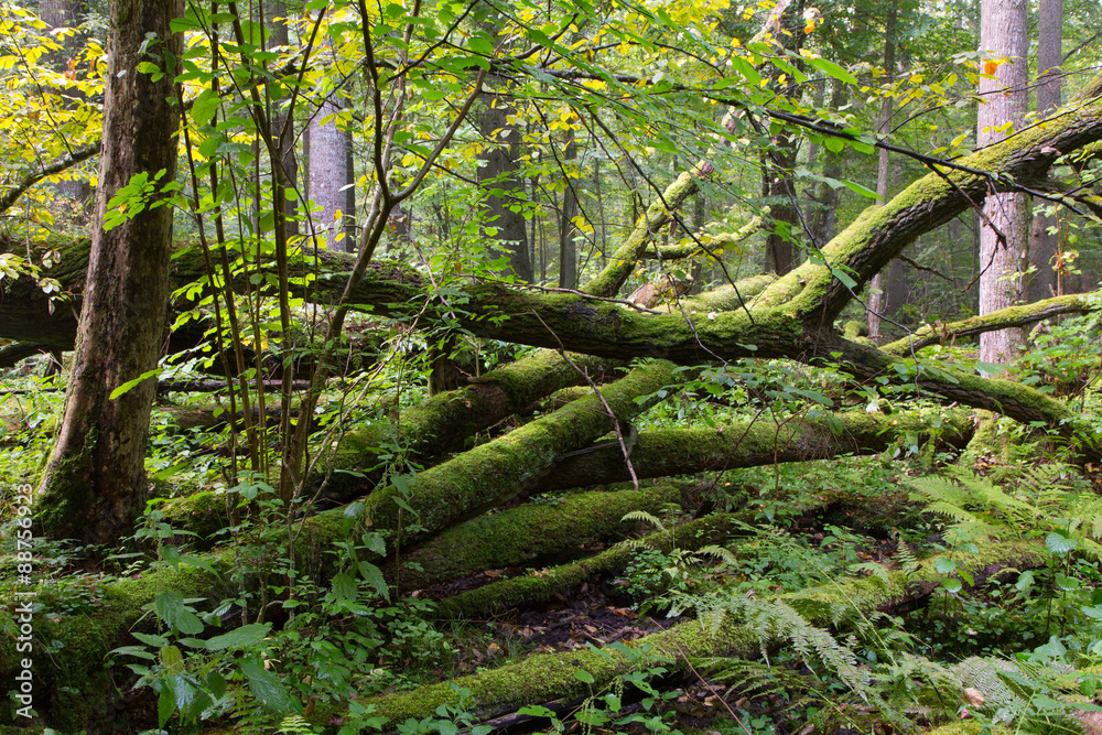 Old oak tree broken lying in summertime forest Old oak tree broken lying in summertime forest