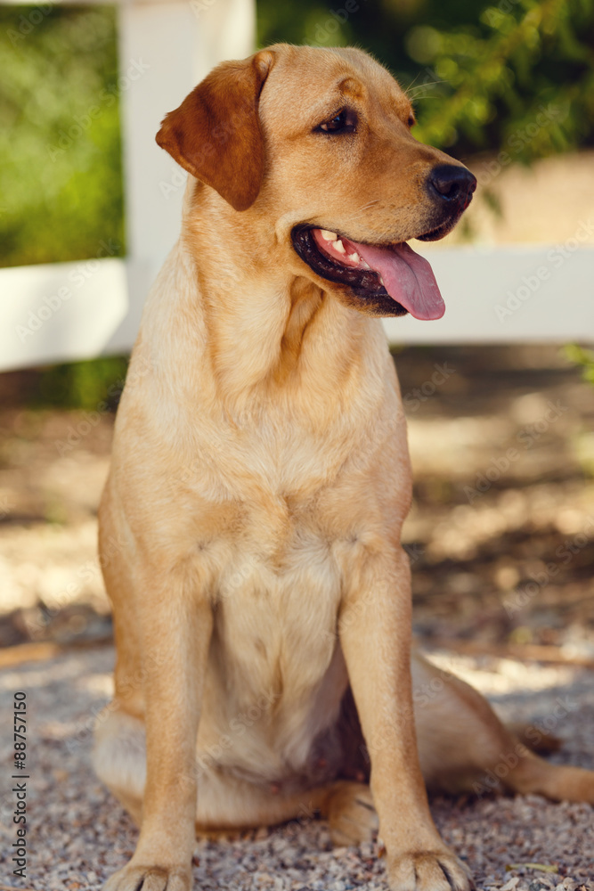 young golden retriever dog with pink tongue in summer park young golden retriever dog with pink tongue in summer park