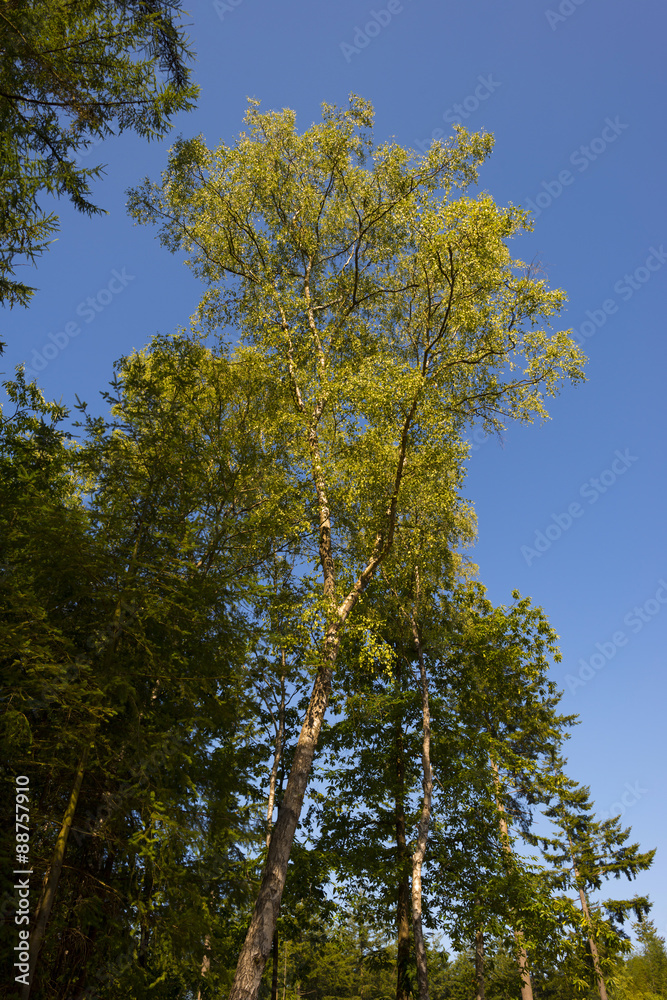 Foliage of a birch in sunlight in summer