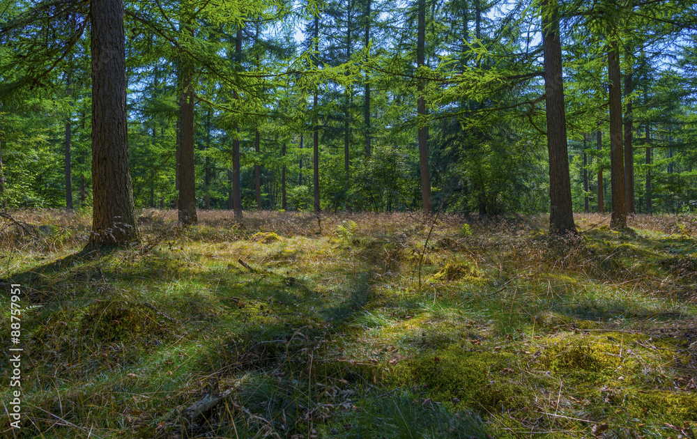 Path through a forest in sunlight in summer Path through a forest in sunlight in summer