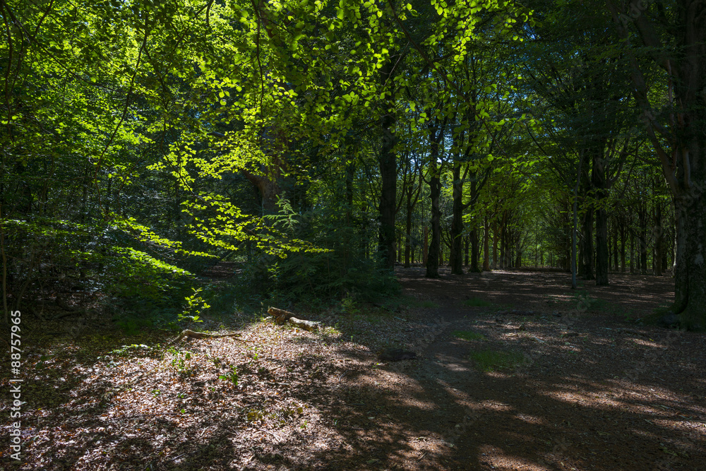 Foliage of a beech forest in sunlight in summer