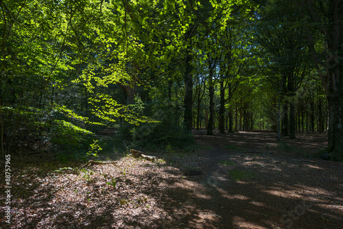 Foliage of a beech forest in sunlight in summer