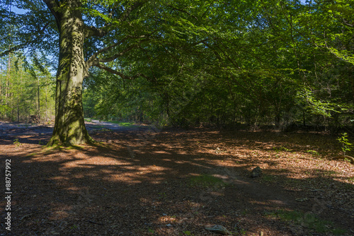 Foliage of a beech forest in sunlight in summer