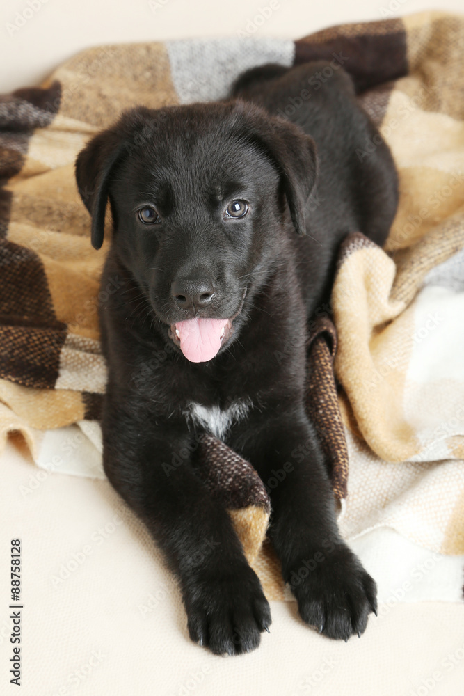 Naklejka premium Beautiful black labrador puppy on plaid