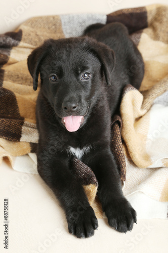 Beautiful black labrador puppy on plaid