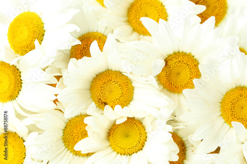 Bouquet of chamomile flowers, background