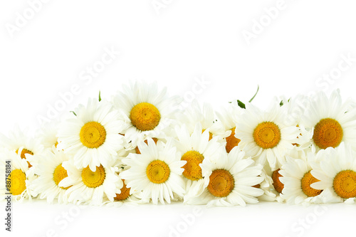 Bouquet of chamomile flowers on a white background