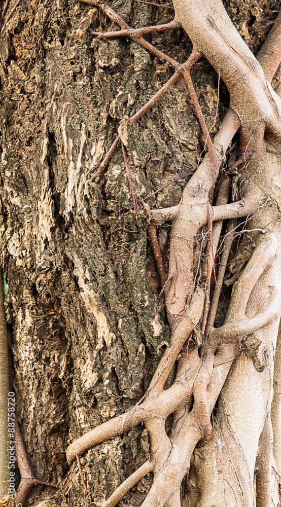 Old wood tree texture background Old wood tree texture background