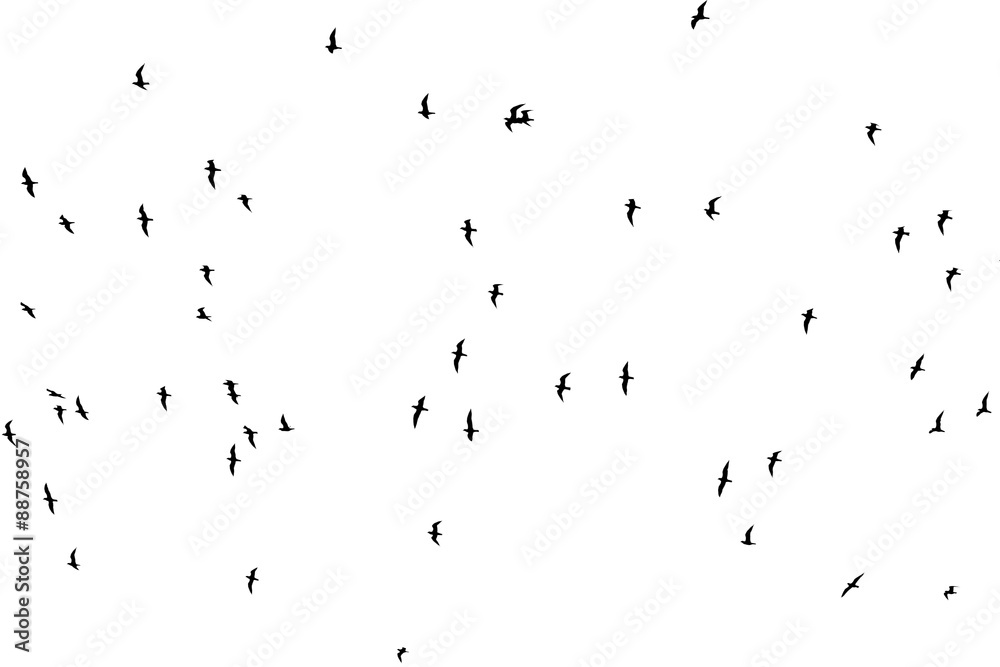 silhouette of a flock of birds on a white background silhouette of a flock of birds on a white background