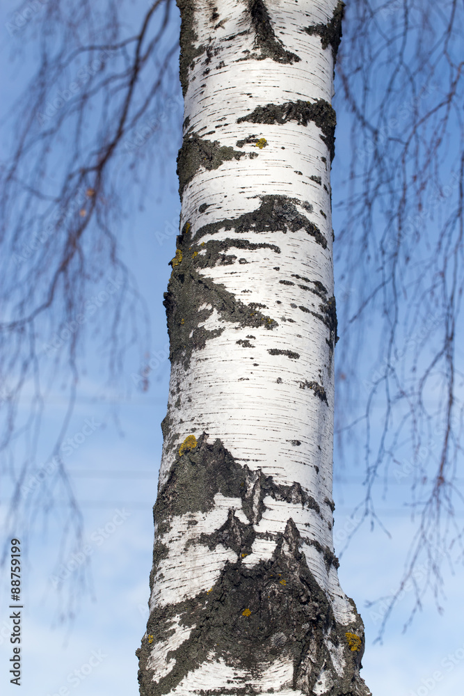 Fototapeta premium trunk of a birch against the blue sky