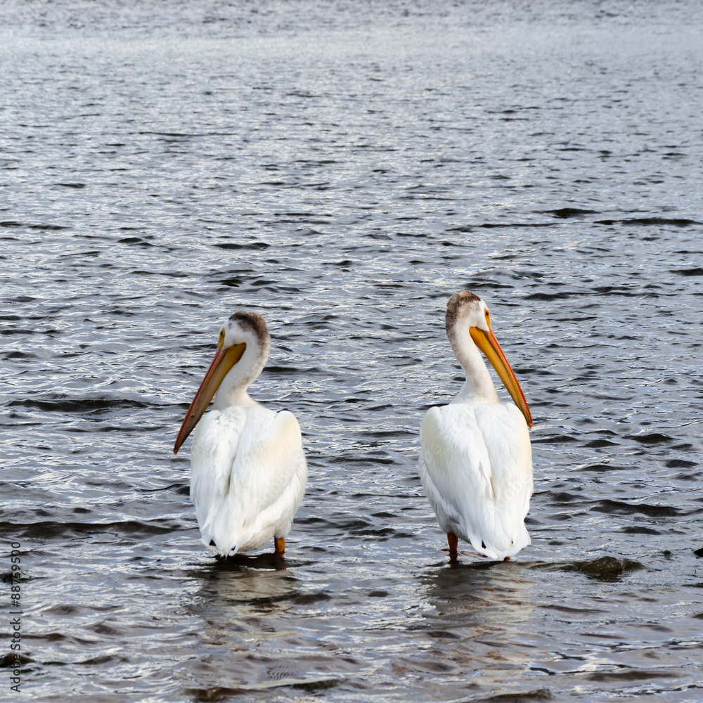 birds do not look at each other but at opposite side , resembling two friend who are breaking apart, copy space up side birds do not look at each other but at opposite side , resembling two friend who are breaking apart, copy space up side