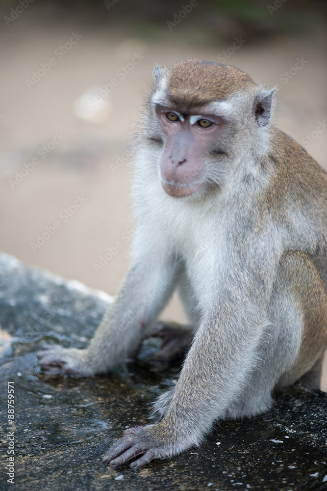 Fototapeta premium Macaque, Borneo, Malaysia