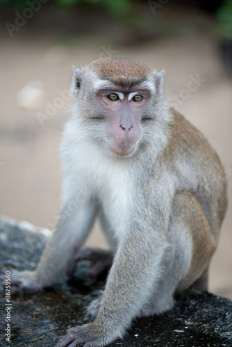 Macaque, Borneo, Malaysia © pe3check
