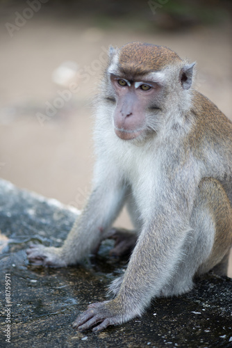Macaque, Borneo, Malaysia © pe3check