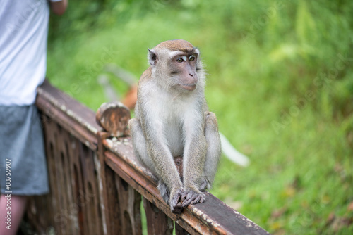 Macaque, Borneo, Malaysia