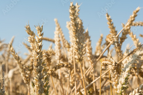 Weizenähren - Nahaufnahme