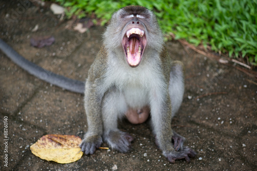 Macaque, Borneo, Malaysia