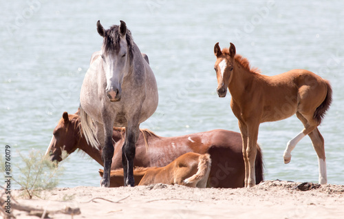 Horse in the river