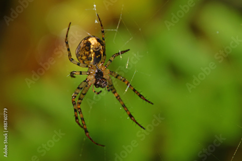 Spider hanging on a web against a green background