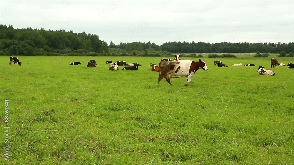 A herd of cows grazing on grass in a field A herd of cows grazing on grass in a field
