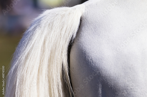 Horse animal equestrian closeup portrait abstract detail