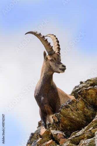 Stambecco al Colle del Leone - Monte Cervino  - Capra ibex