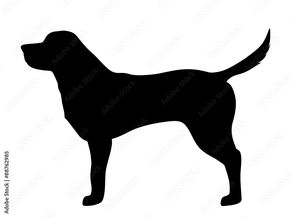Labrador retriever dog. Vector black silhouette.