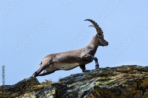 Stambecco al Colle del Leone - Monte Cervino  - Capra ibex © PHOTOERICK