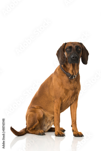 Bayerischer Gebirgsschweißhund © DoraZett