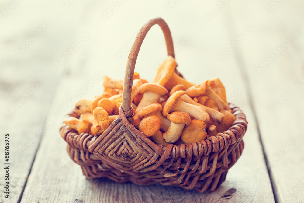 Fresh chanterelles in basket. Selective focus. Retro stylized.