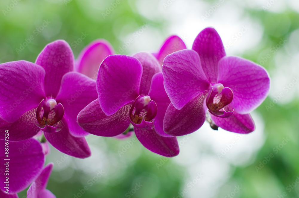 beautiful orchid beautiful orchid