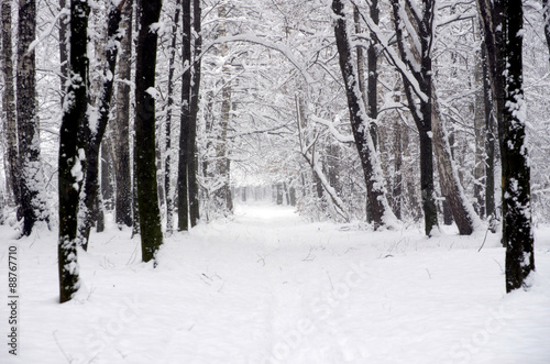  winter forest © Pakhnyushchyy
